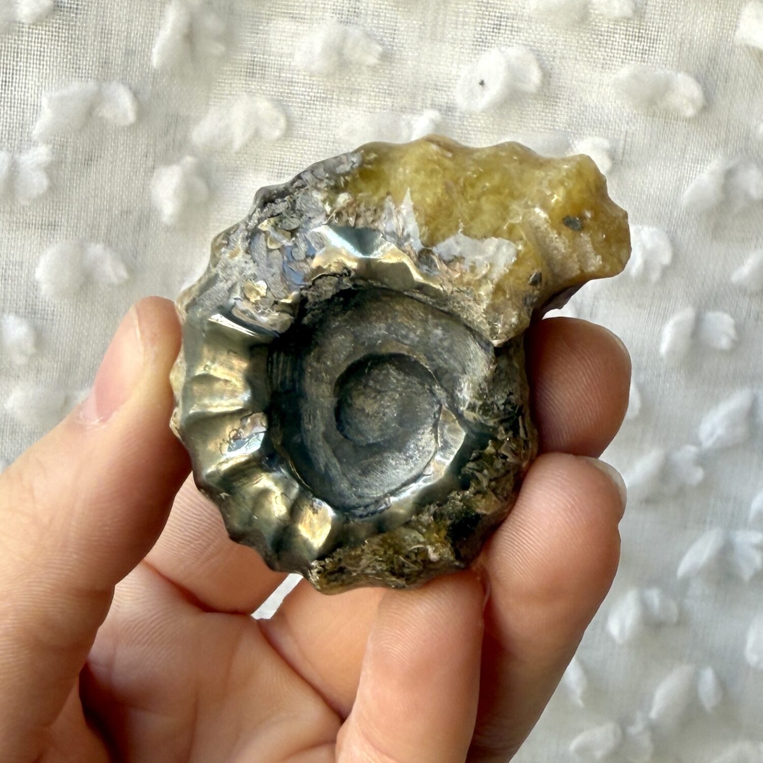 Amonit cały – bardzo rzadki okaz, Madagaskar 85g